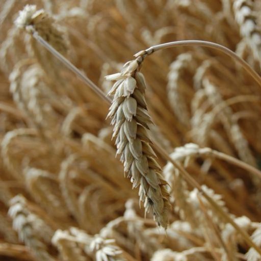AgriBlog